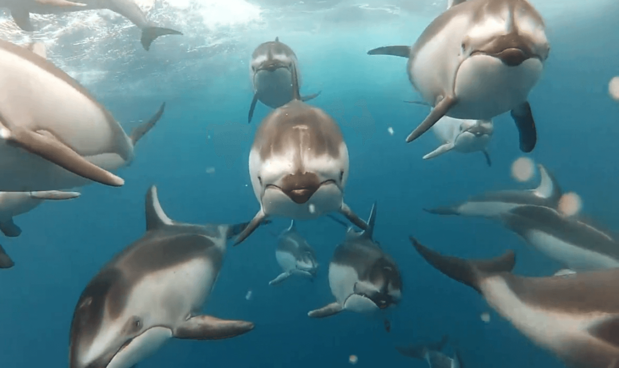 SwimSwam Film Fest: Swimming with Dolphins
