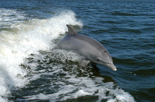 Dolphin, Wikipedia